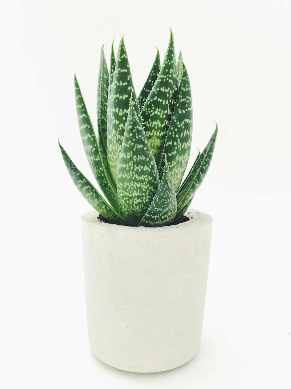 Living aloe plant in a simple white ceramic pot against a clean background