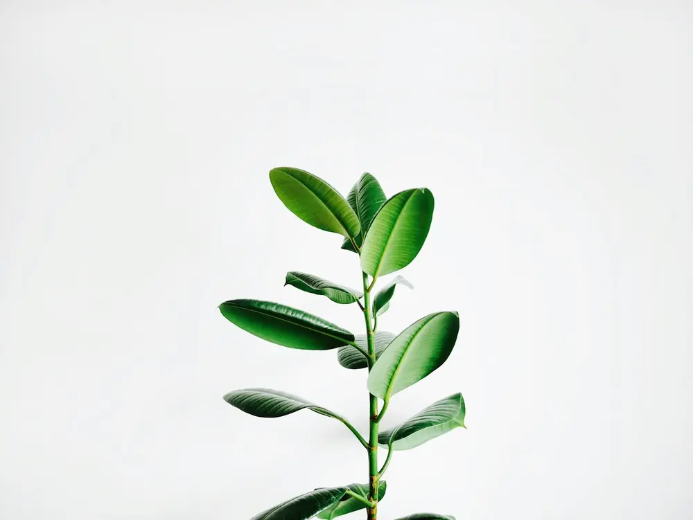 Fresh green botanical sprig against a clean white background