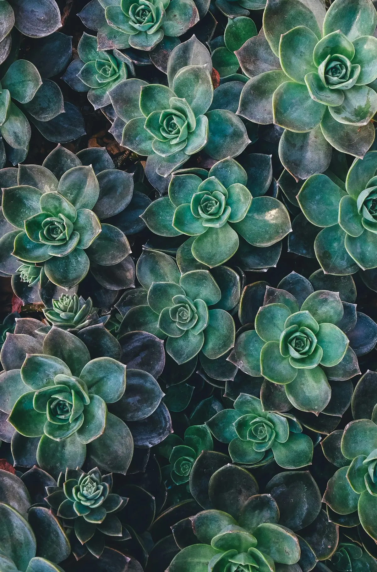 Lush cluster of green succulents growing close together